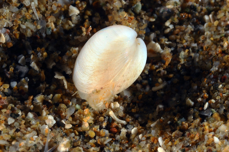 Piccolo bivalve da determinare